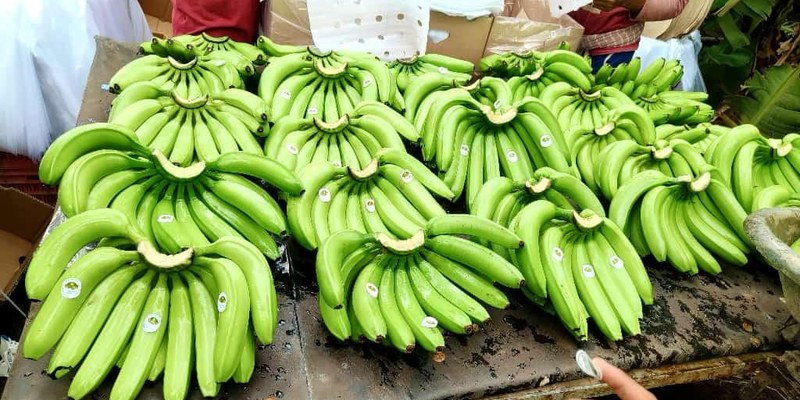 Banana