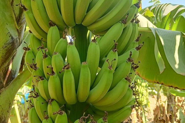 Banana
