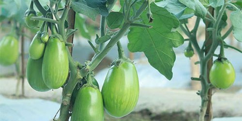 Brinjal