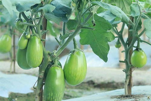Brinjal