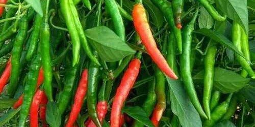 Chillies
