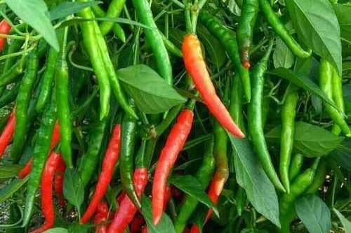 Chillies