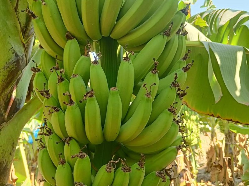 Banana on a grower's plot