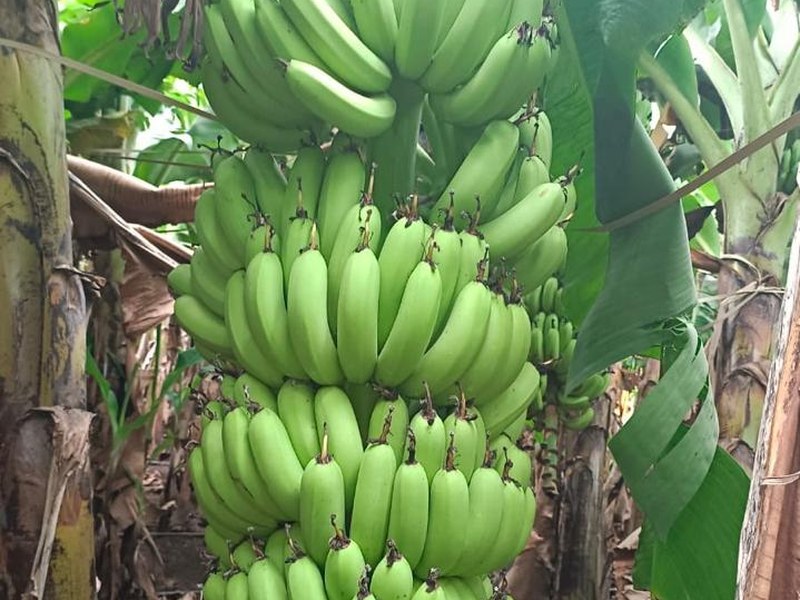 Banana on a grower's plot