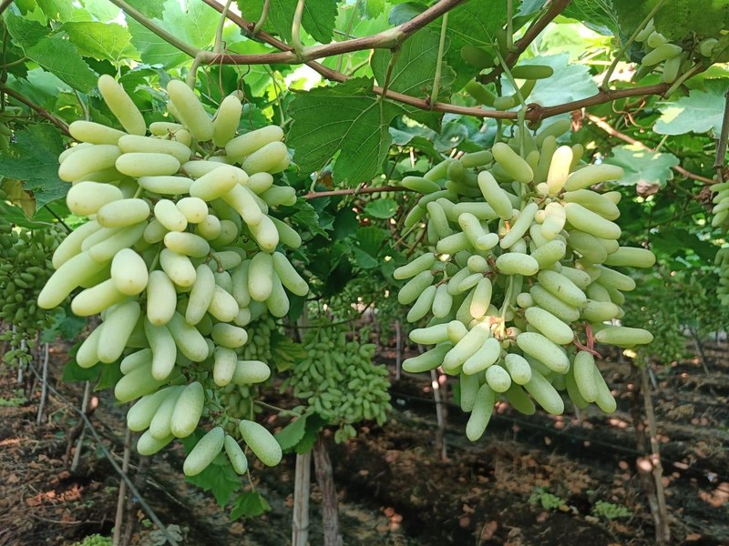 Grapes on a grower's plot