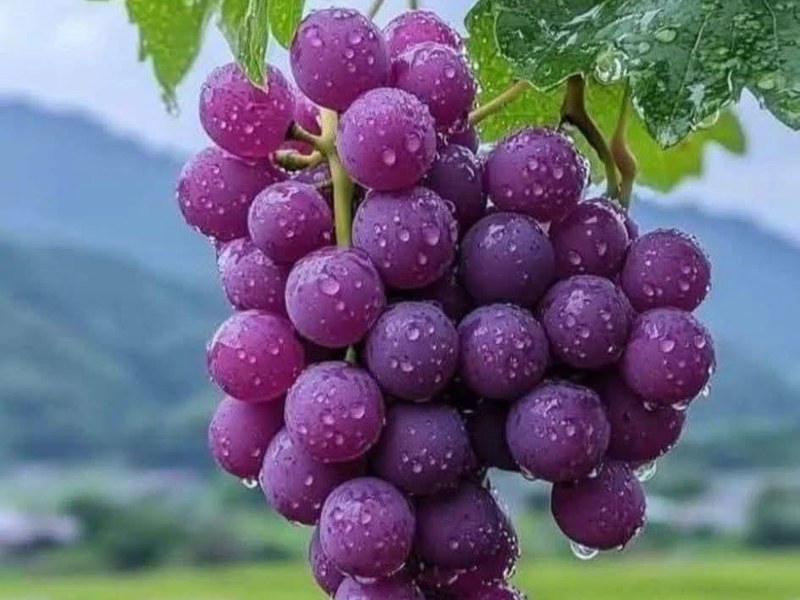 Grapes on a grower's plot
