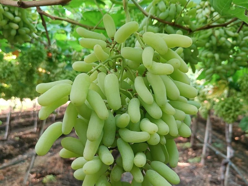Grapes on a grower's plot