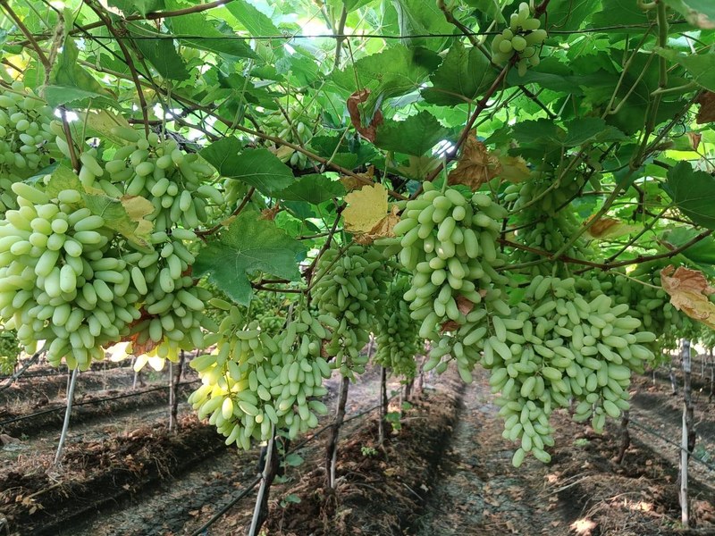 Grapes on a grower's plot