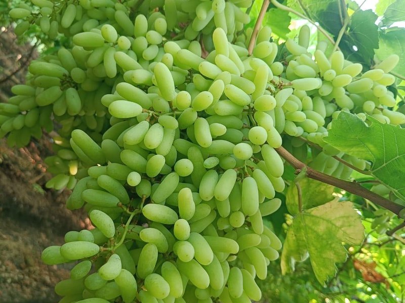 Grapes on a grower's plot