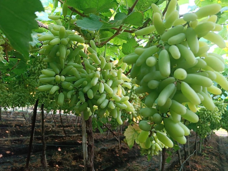 Grapes on a grower's plot