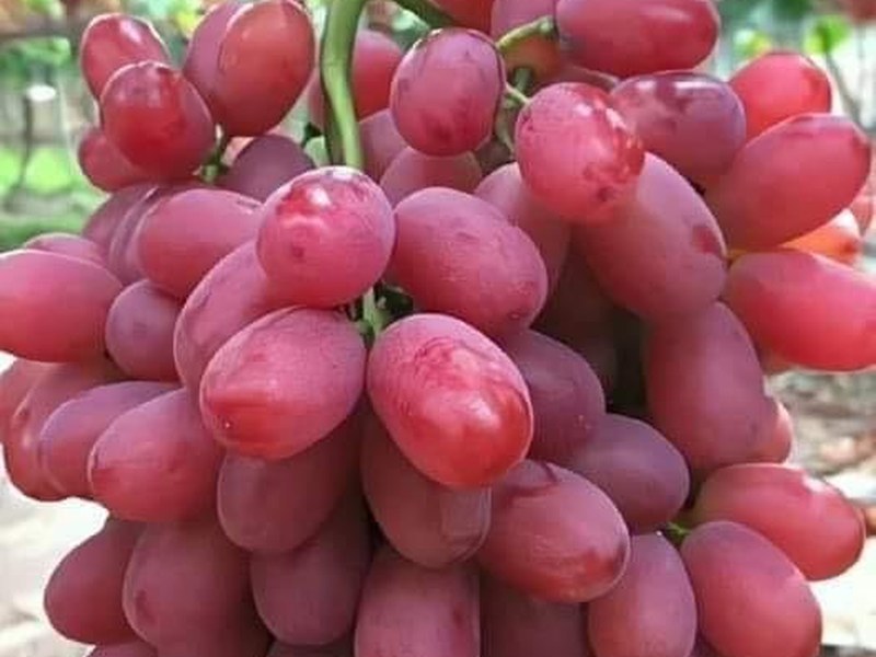 Grapes on a grower's plot