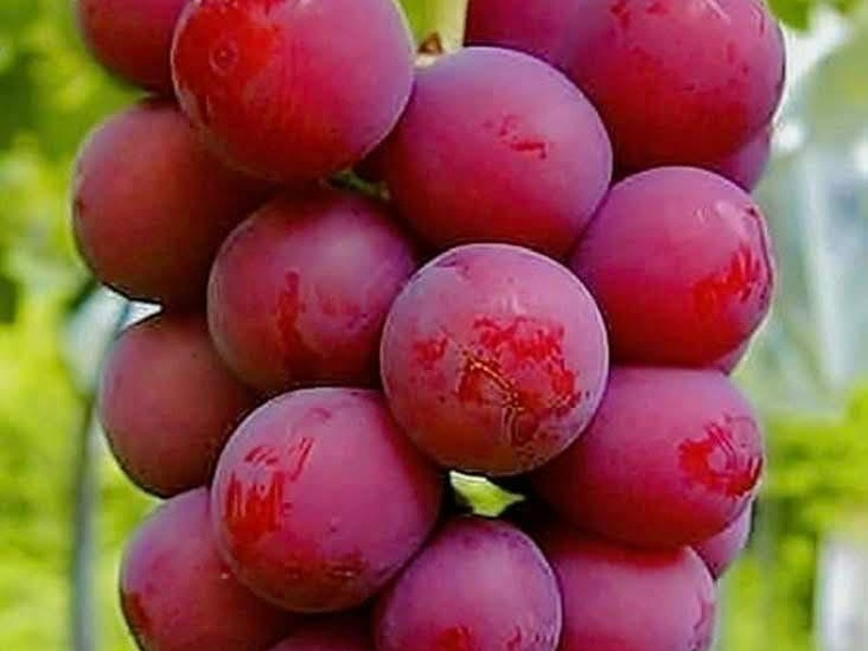 Grapes on a grower's plot