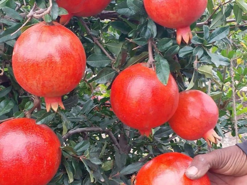 Pomegranate on a grower's plot