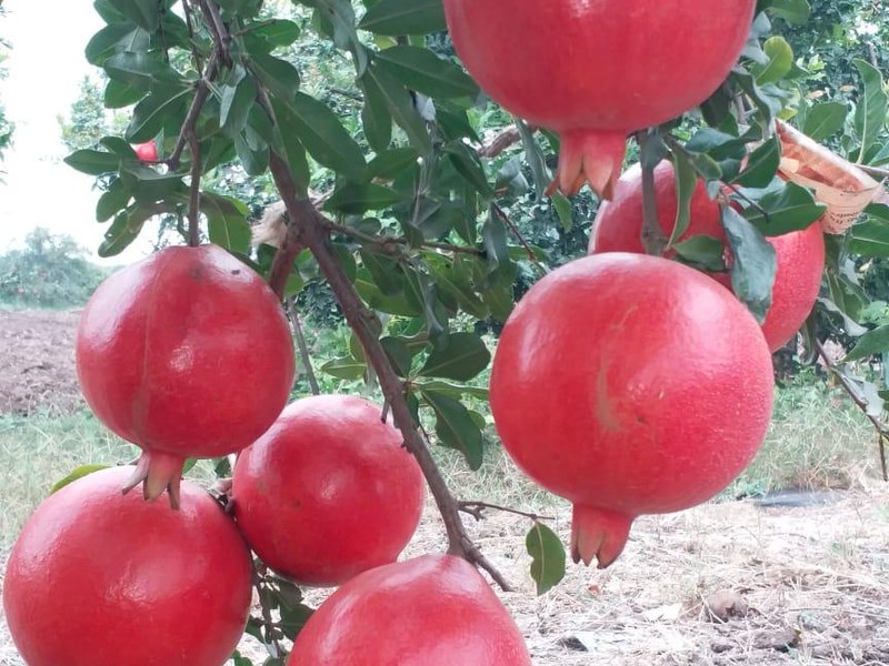 Pomegranate on a grower's plot
