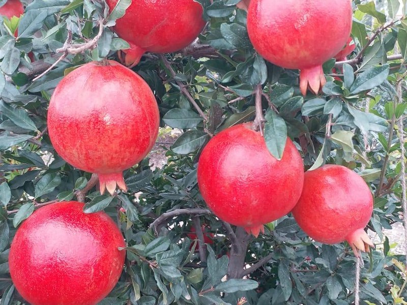 Pomegranate on a grower's plot