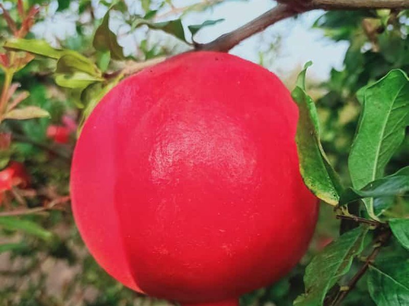 Pomegranate on a grower's plot