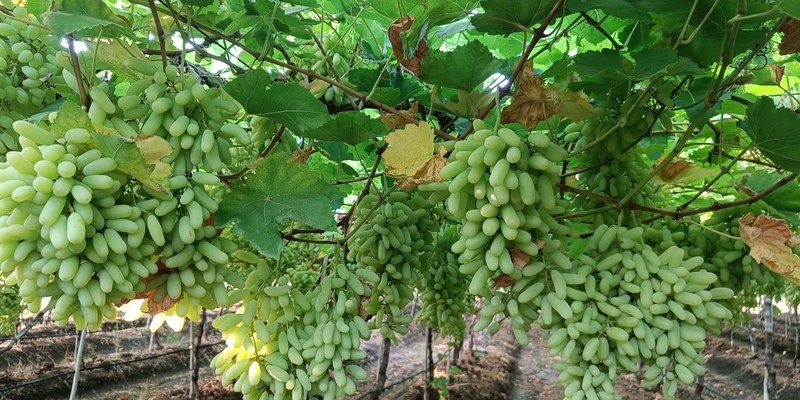 Grapes