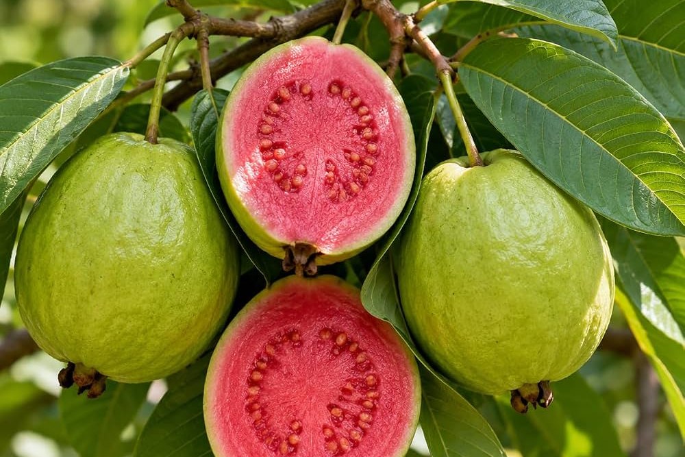 Guava