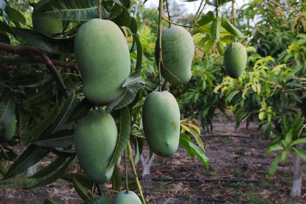Mango