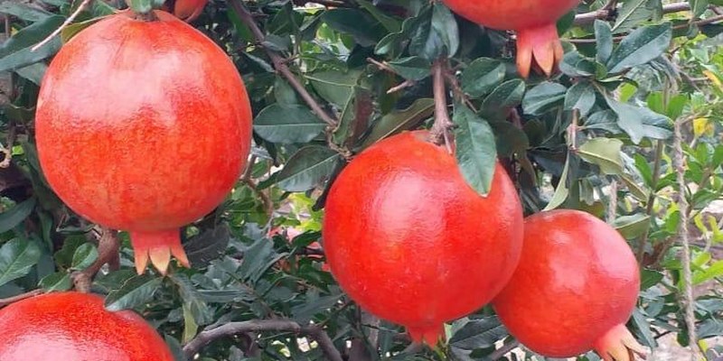 Pomegranate orchard