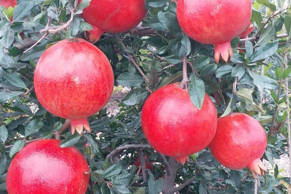 Pomegranate