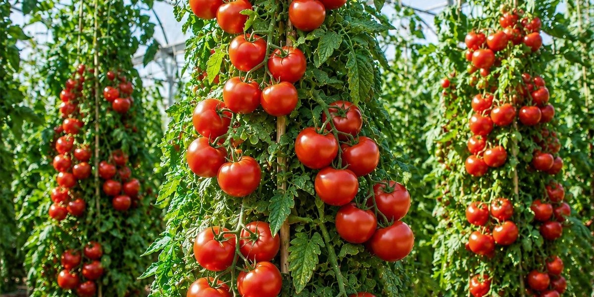 Tomato